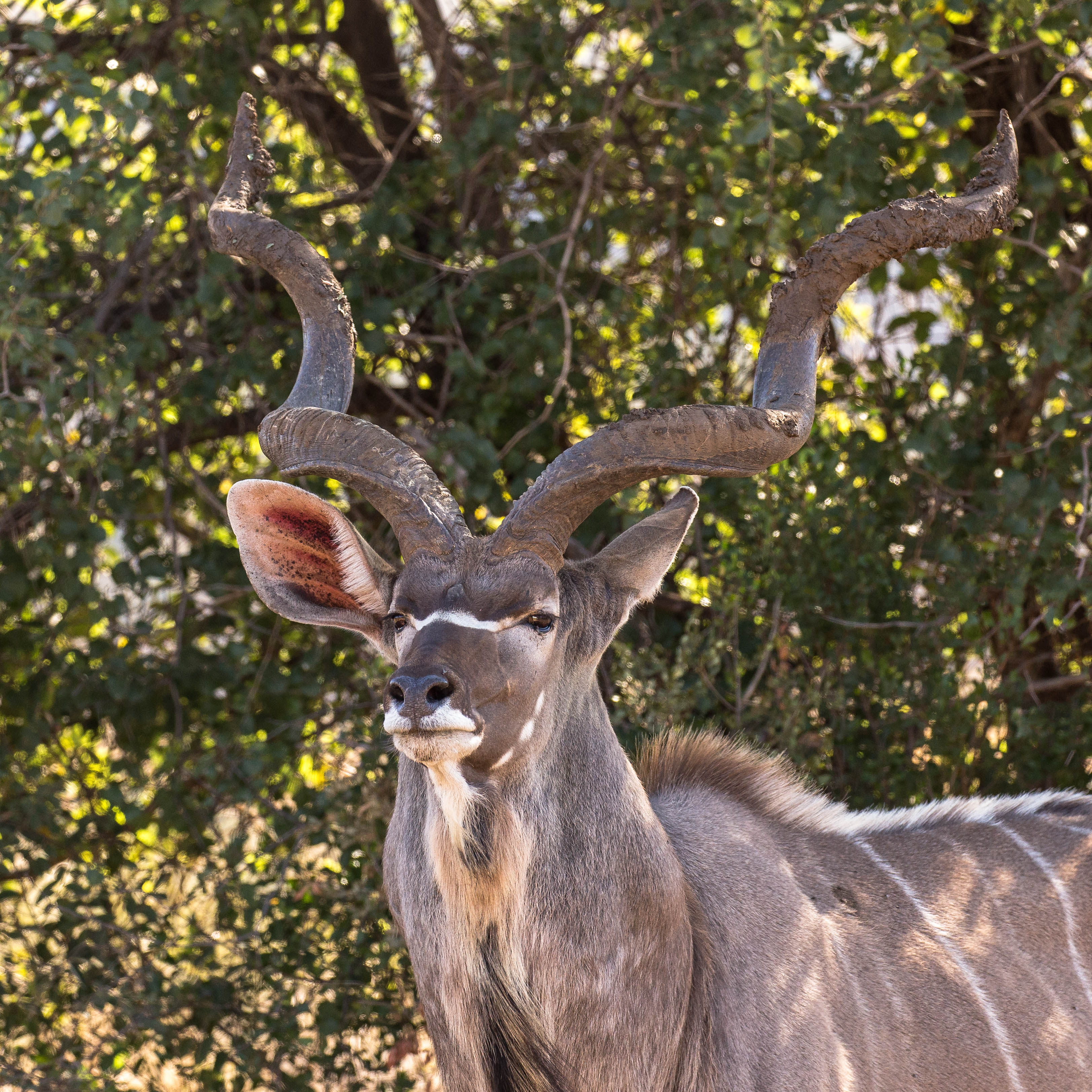 Ein großer Kudu