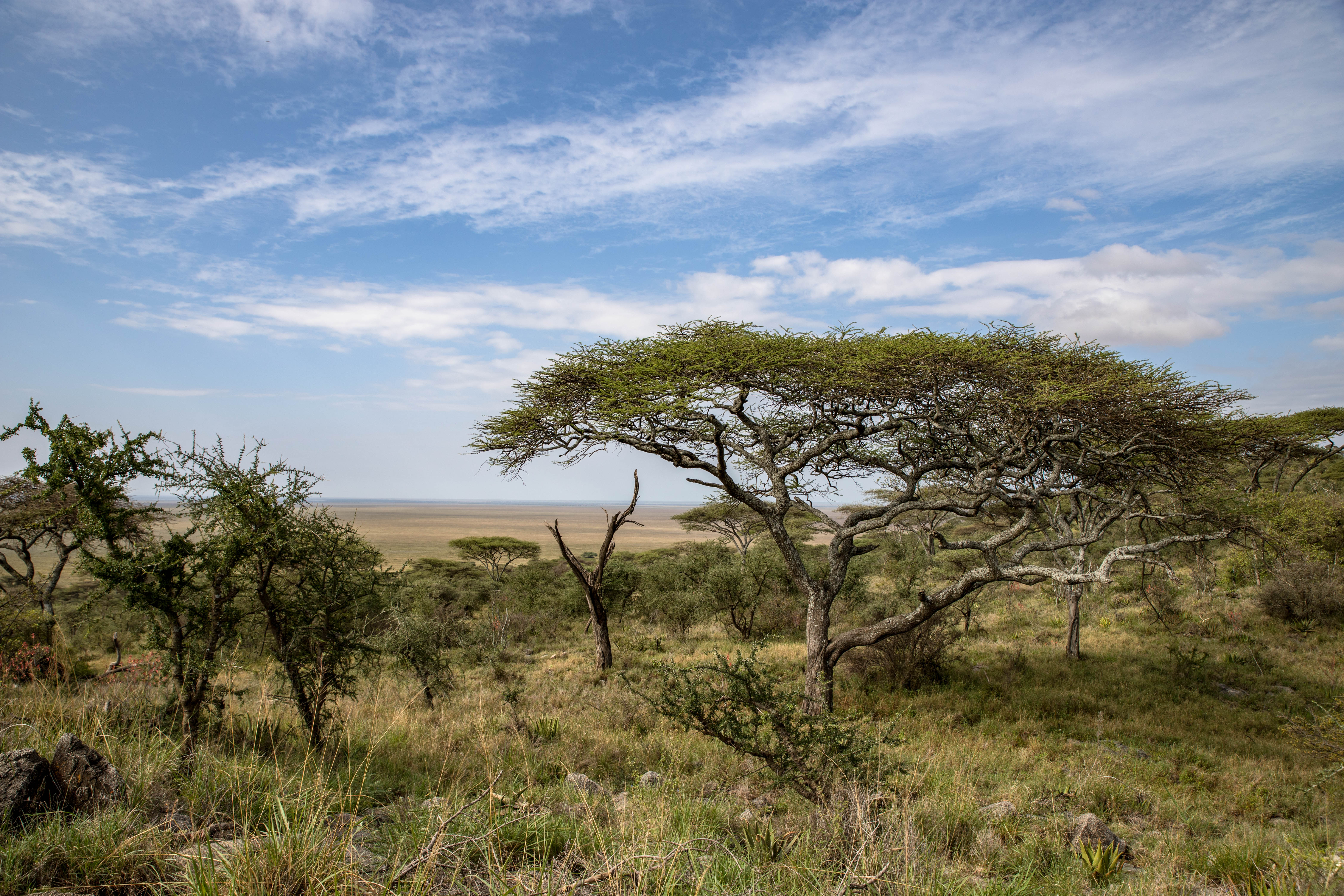 Weite der Serengeti