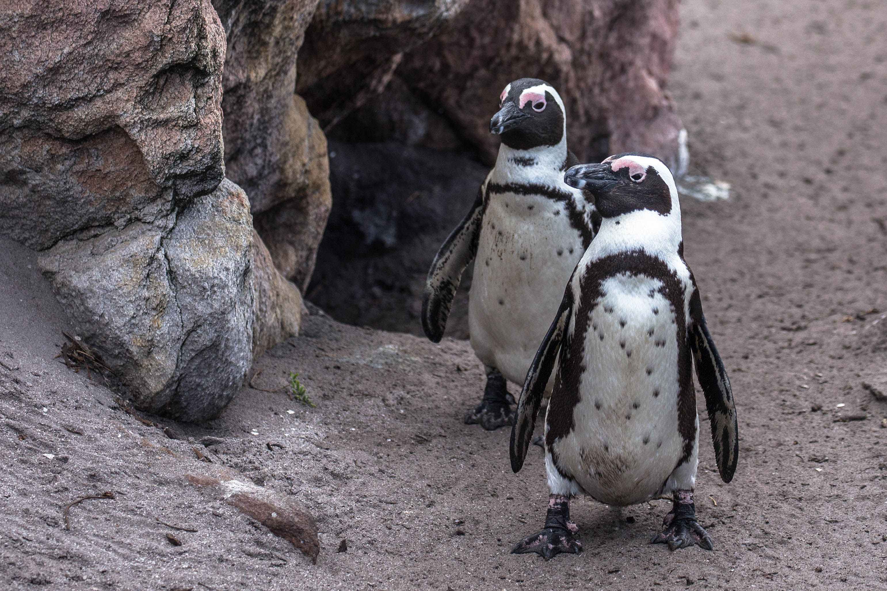 Eselspinguine