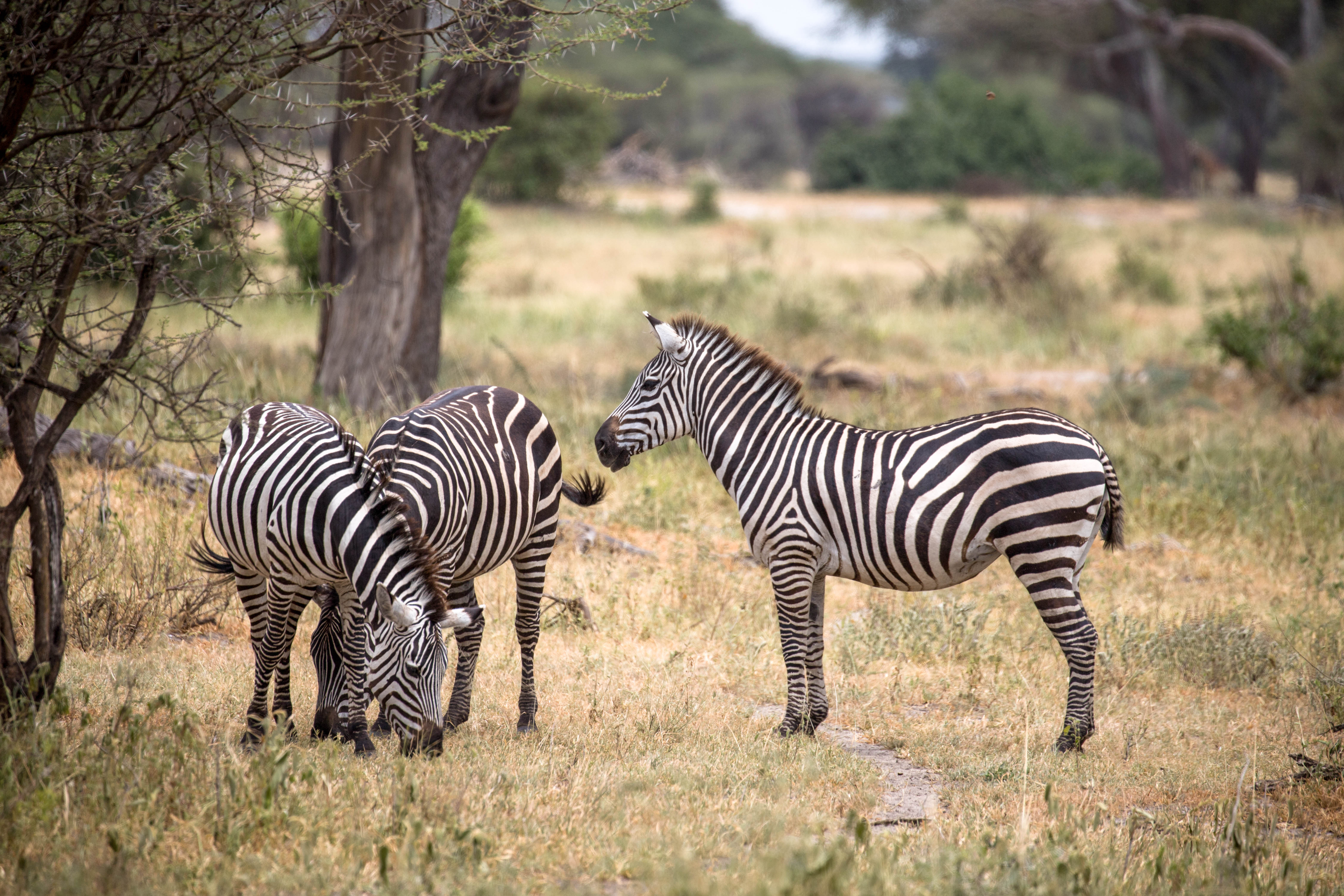 Zebras