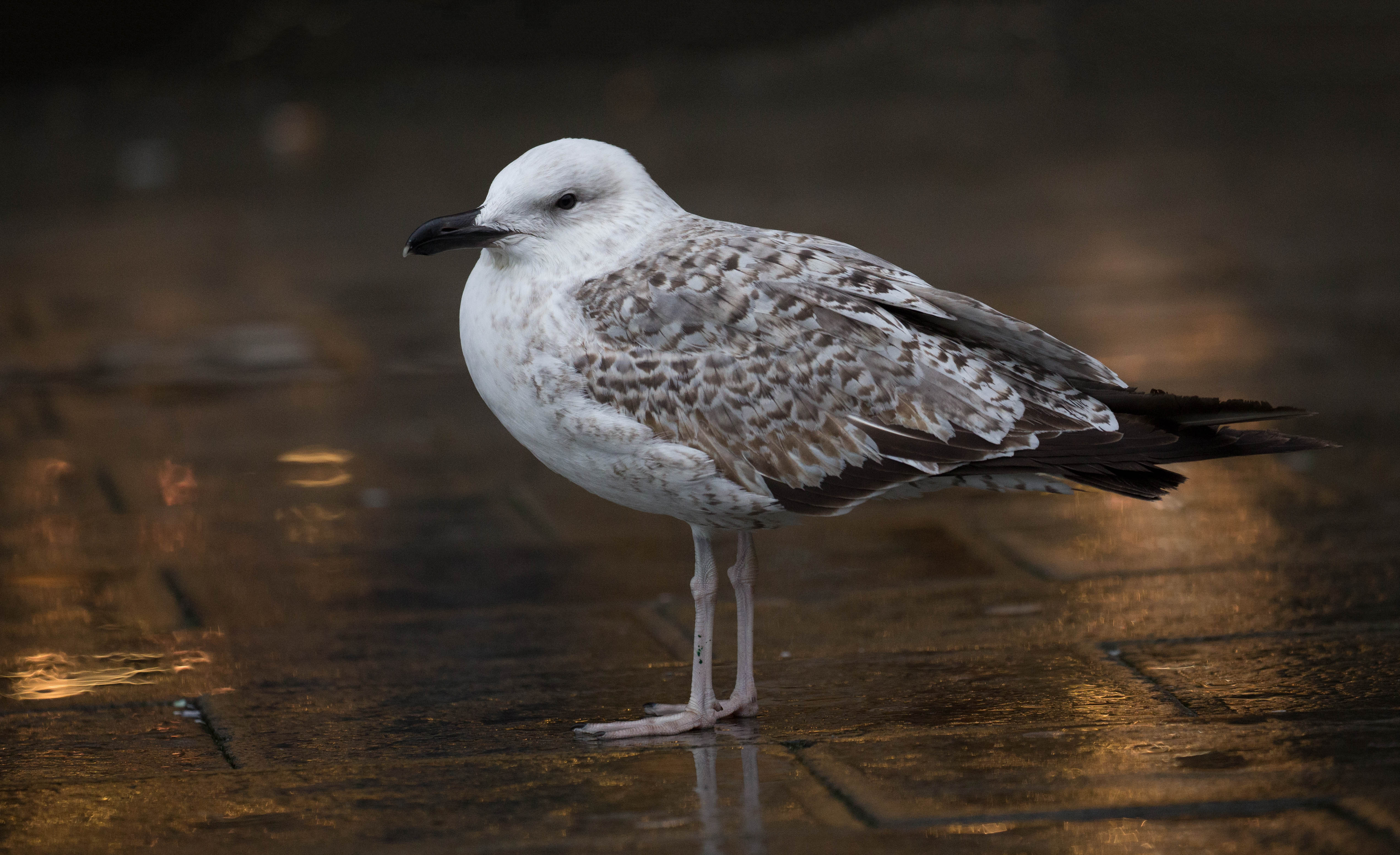 Möwe in Venedig