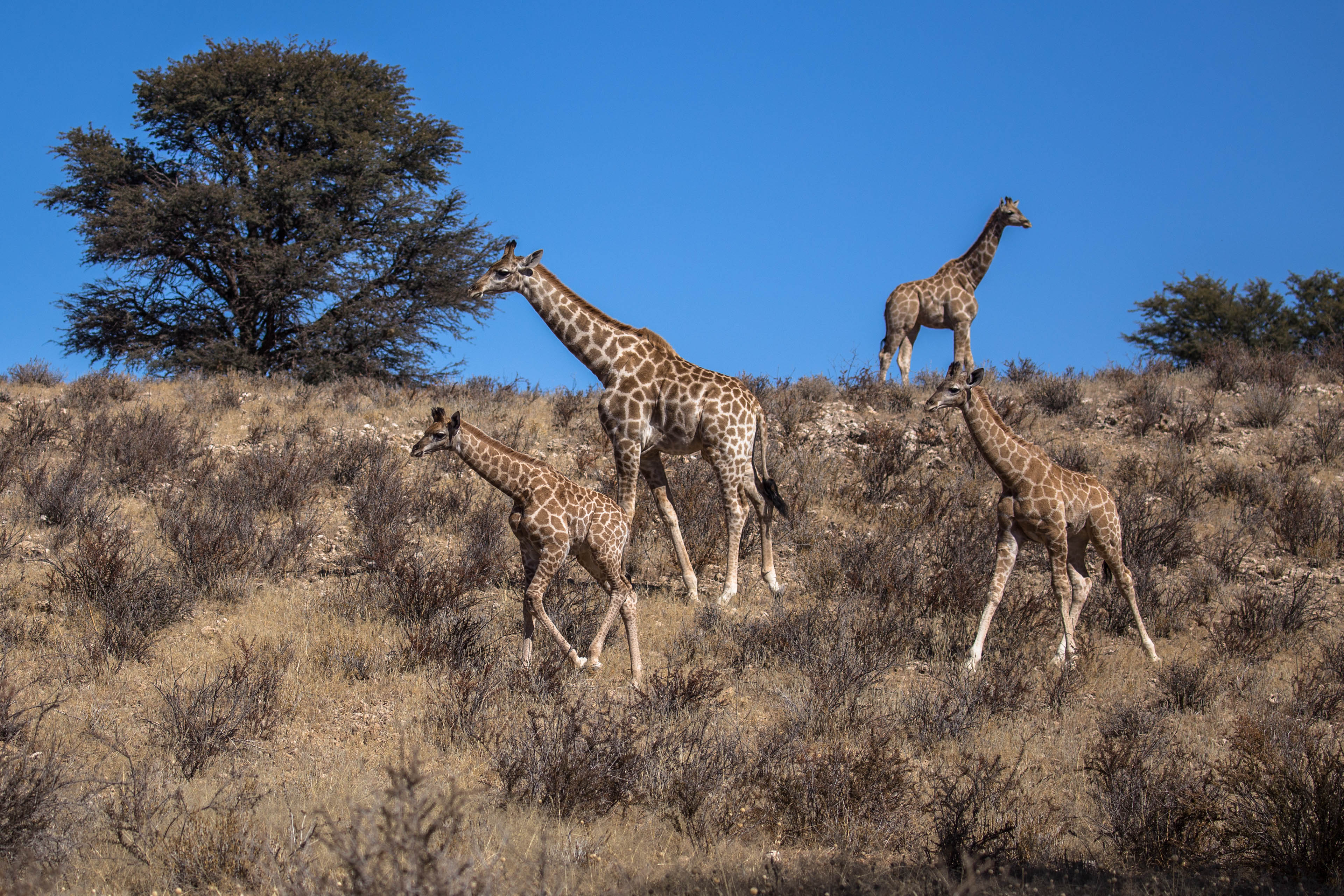 Giraffenfamilie
