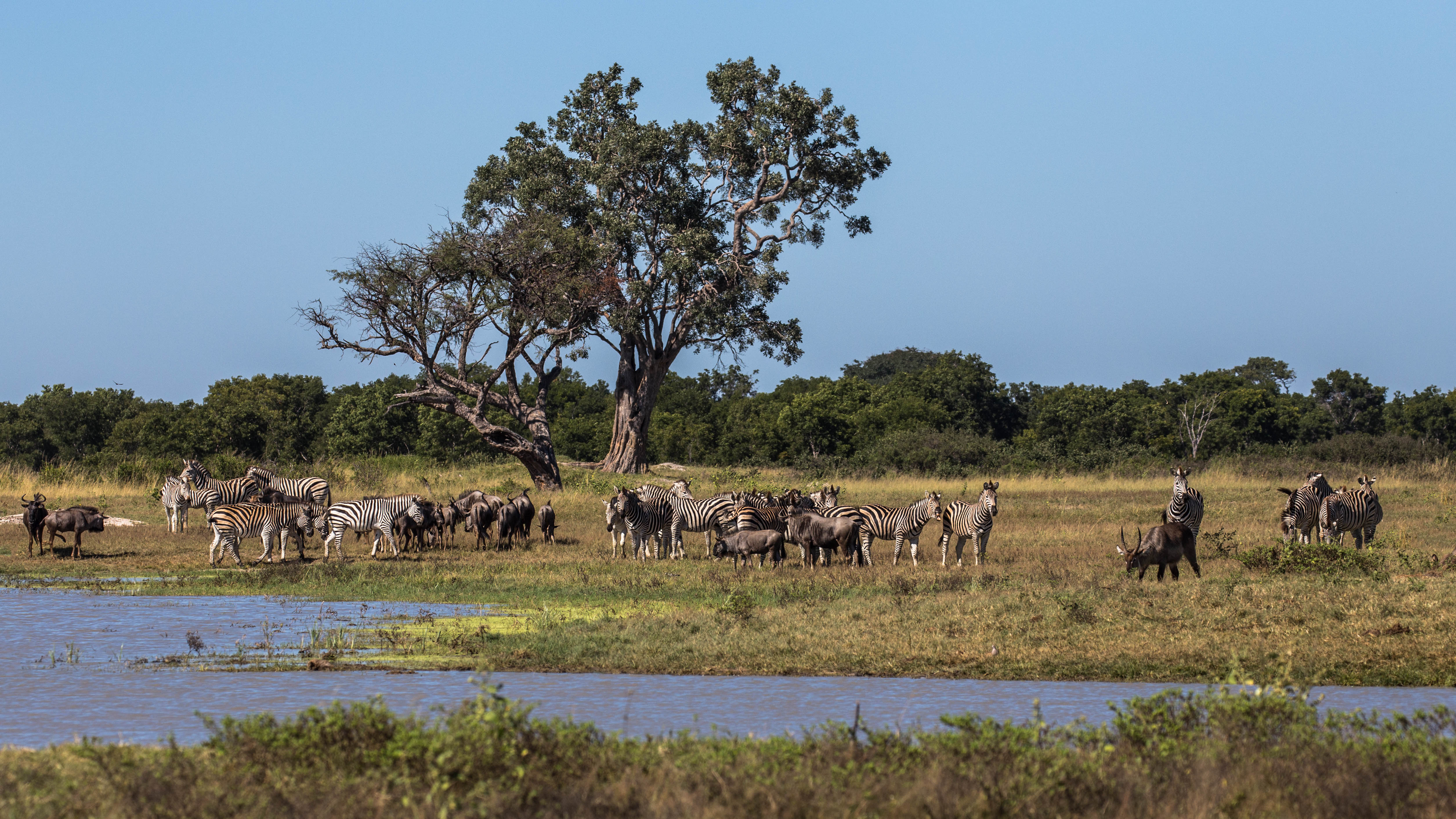 Im Hwange Nationalpark in Simbabwe