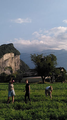 Kichererbsen Jät-Aktionen