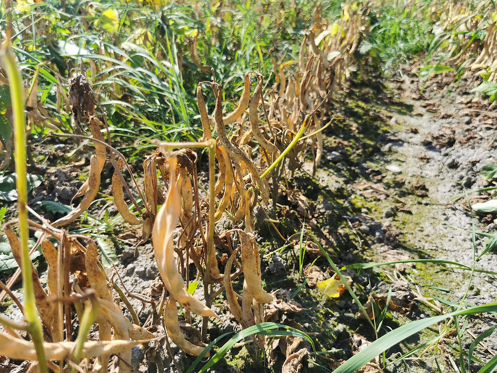Unsere Kulturen: Schwarze Bohne