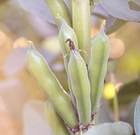 Unsere Kulturen: Ackerbohne