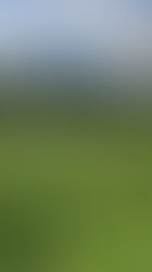 Kichererbsen Testfeld