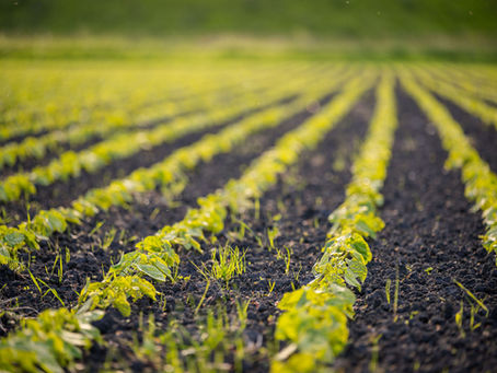 10.11.25 Proteinpflanzen im Rheintal