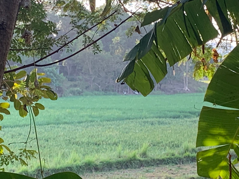 IMG_2697 Rice Field.JPEG