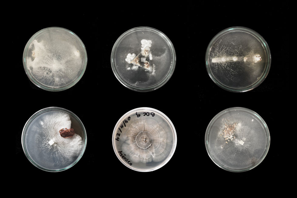 Growing Futures 01- Basque BioDesign Center