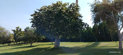 WhatsApp Image 2025-09-17 at 1.25.48 .jpeg