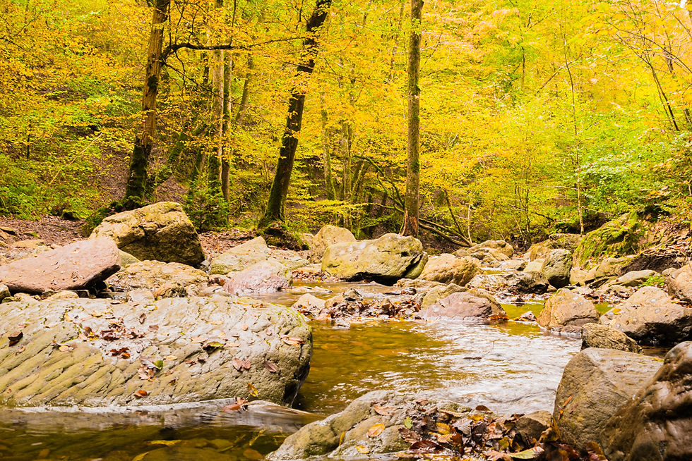 Herfst in de Ardennen