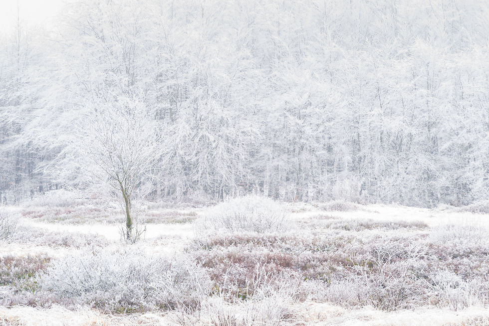 Winterlandschap