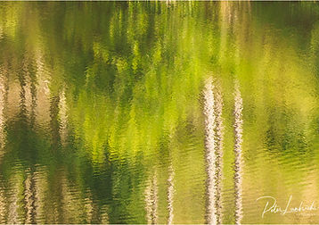 Weerspiegeling (PLF01166)