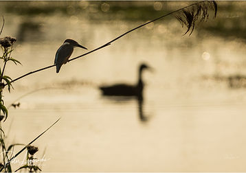 IJsvogel