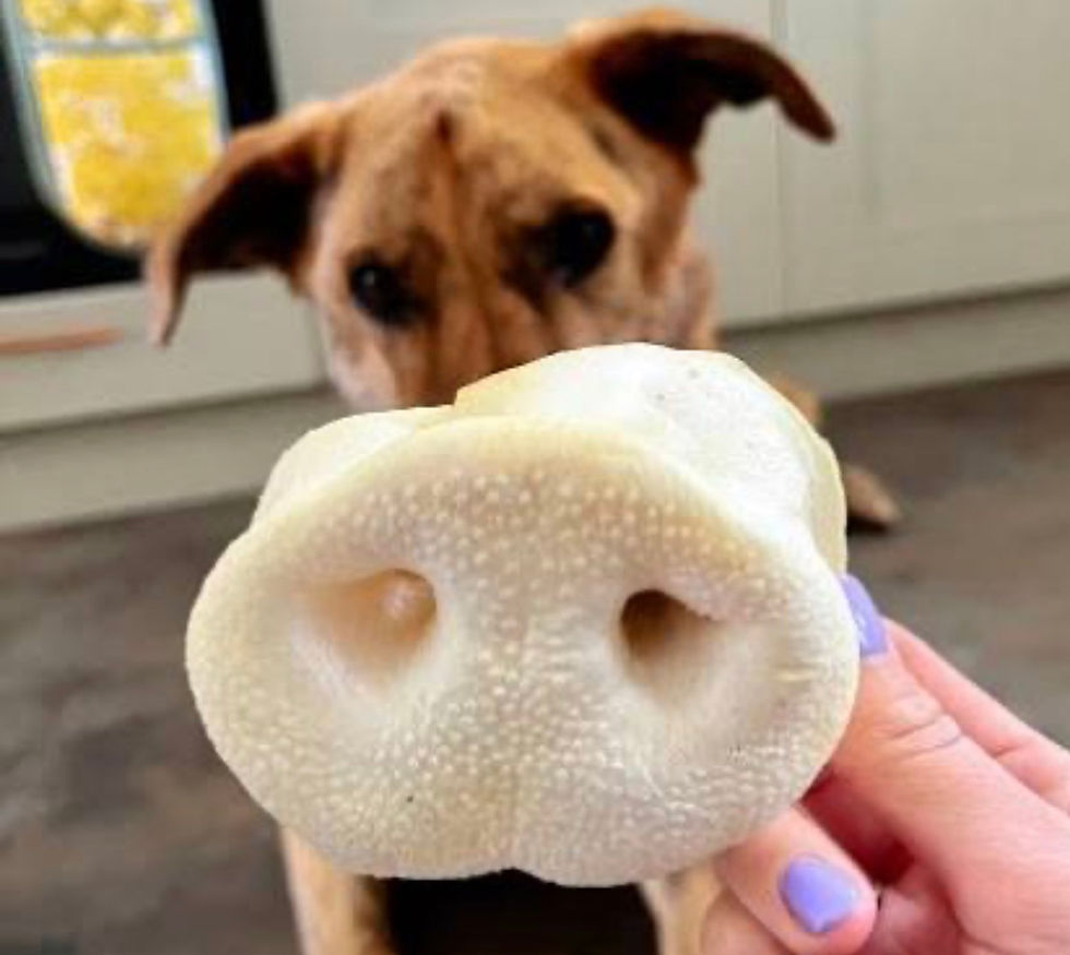 Dog looking at a pig snout treat