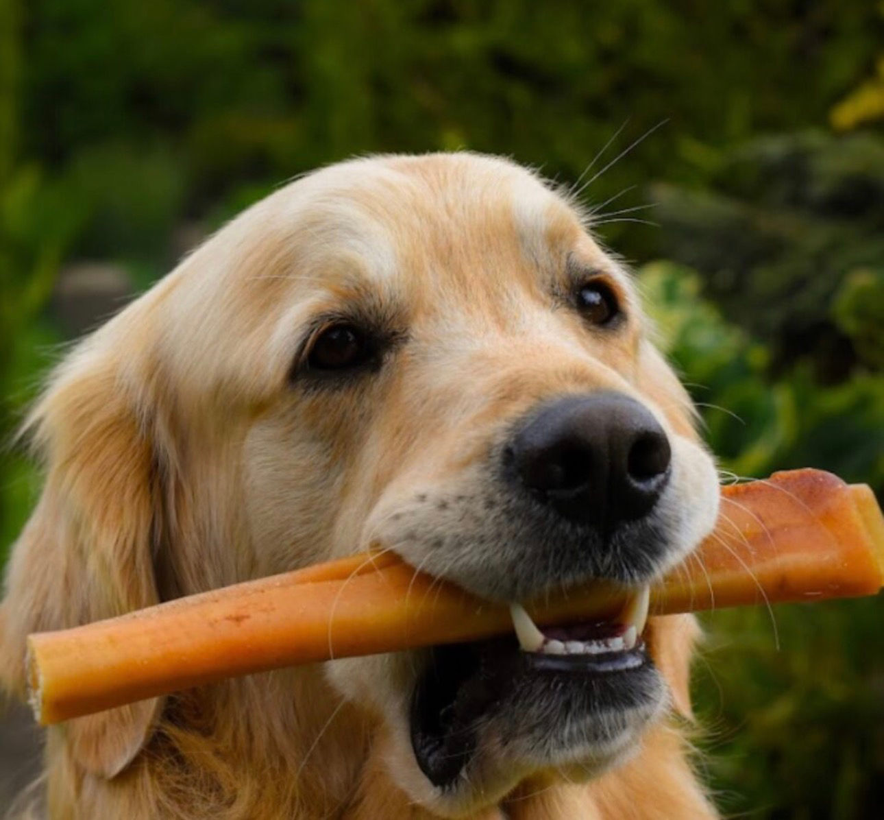 Anco Pork Roll (2 Sizes)