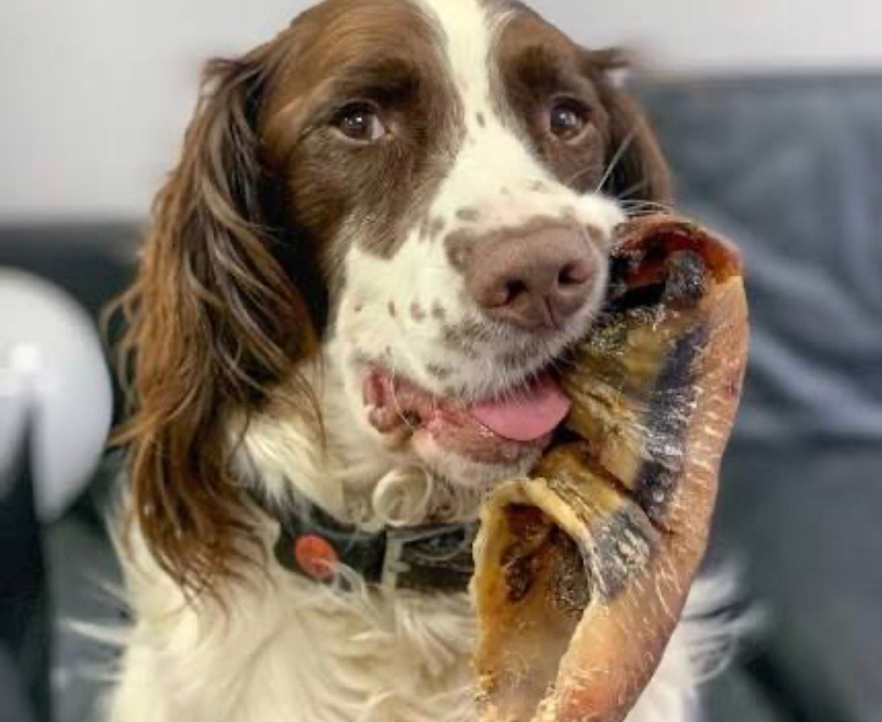 Brown and white dog chewing large treat