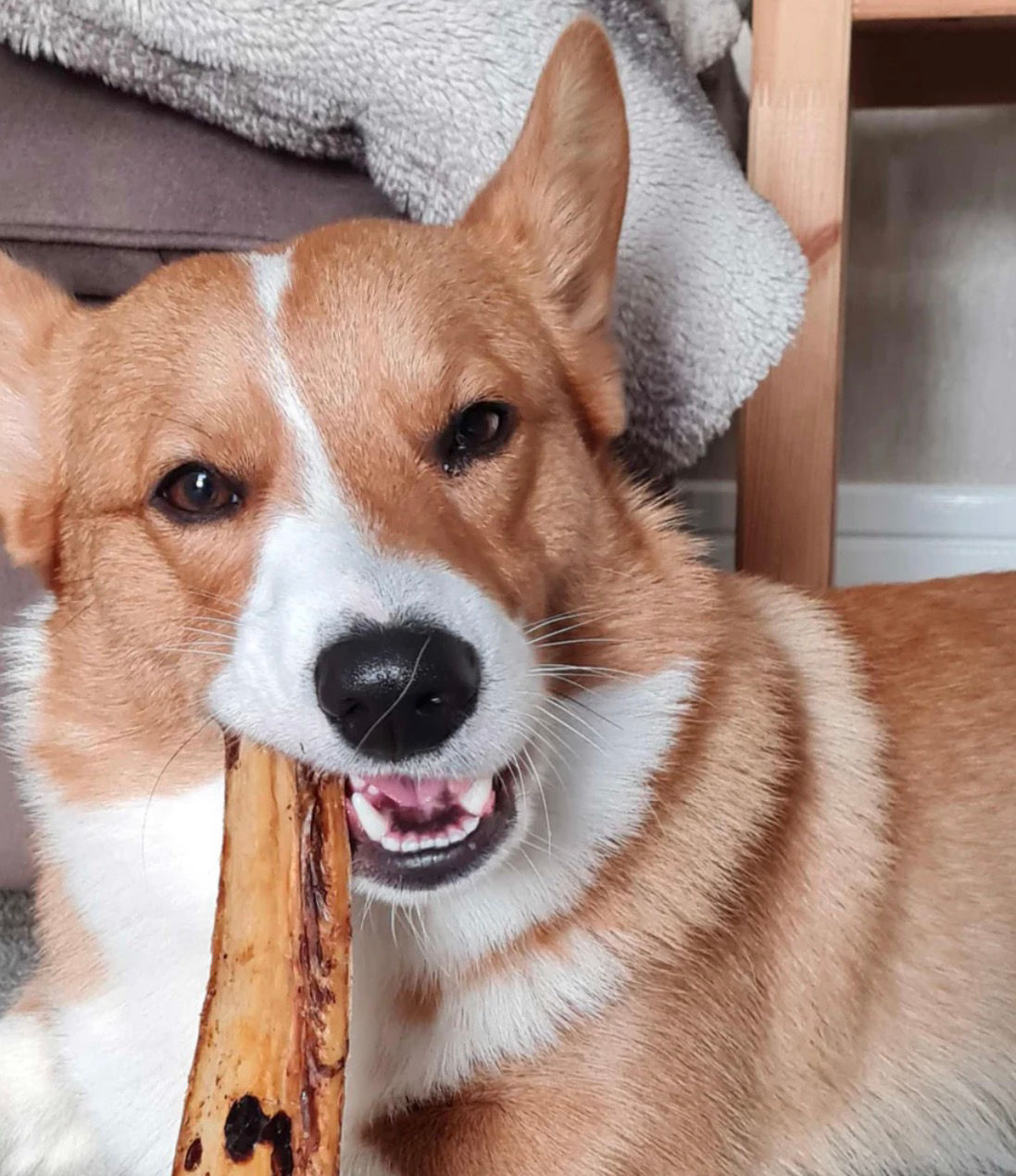 T Forrest Porky Ribs