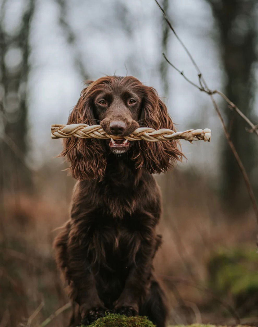 Brown spaniel holding a braided chew treat