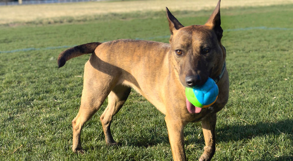 Brindle dog playing with a ball
