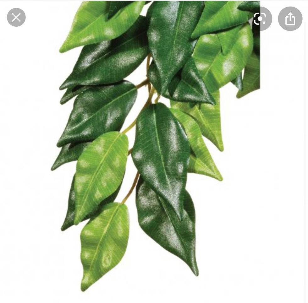 ET Silk Plant Ficus Medium PT3040