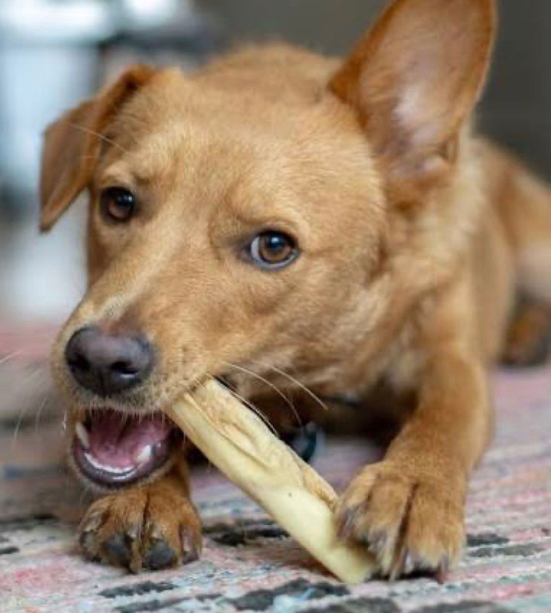 Brown dog chewing a bone
