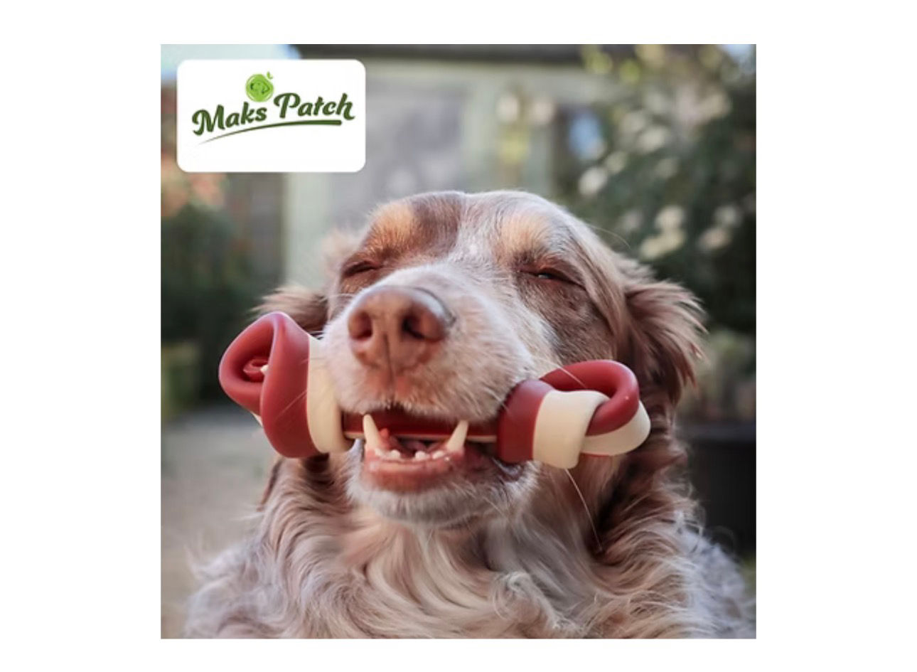 Happy dog holding a red chew toy