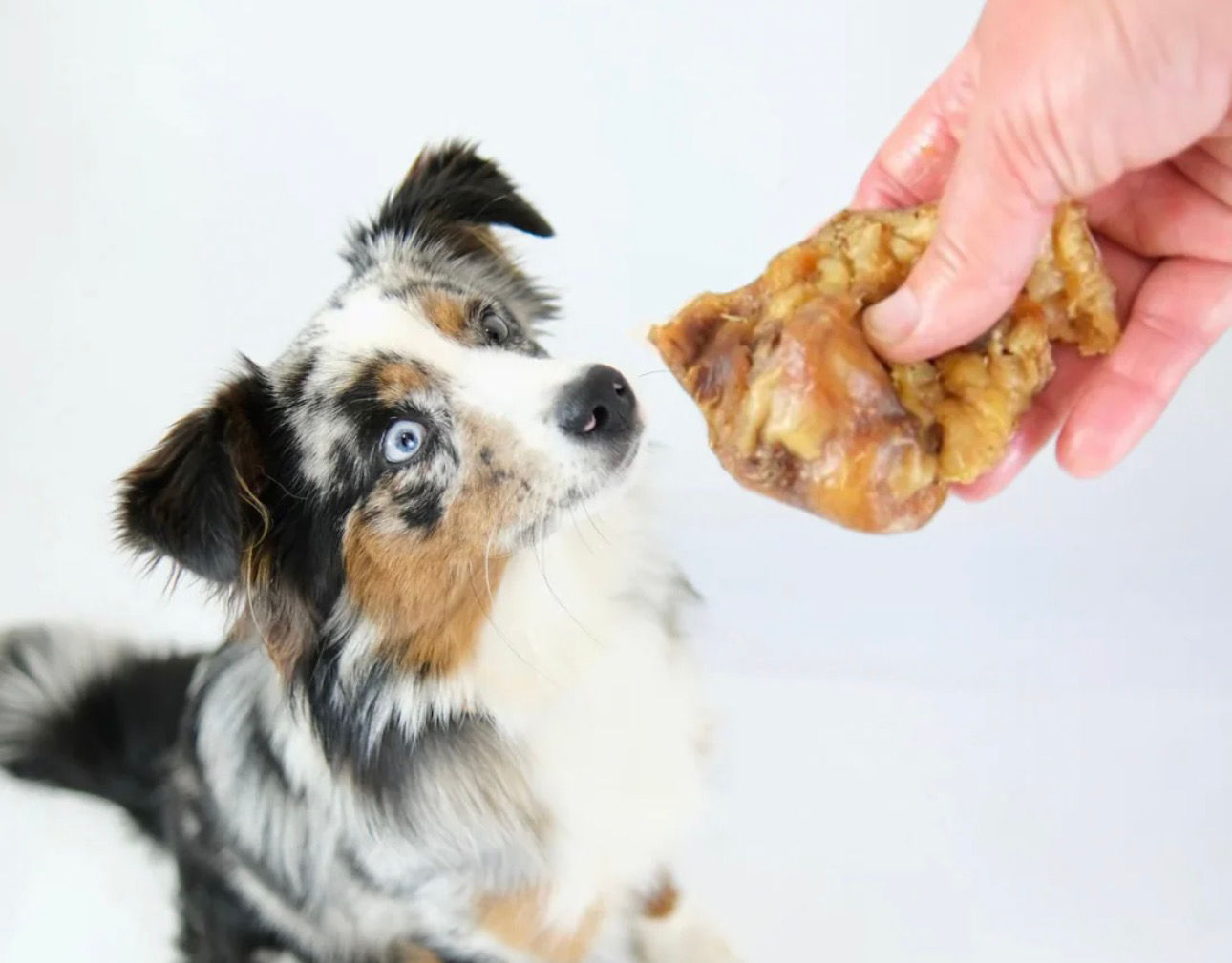Dog looking at a meaty treat offered by a hand
