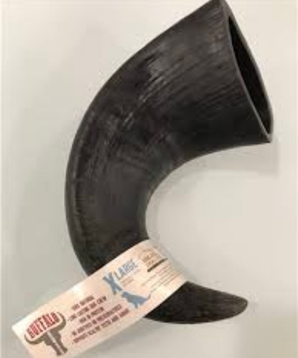 XL Buffalo Horn