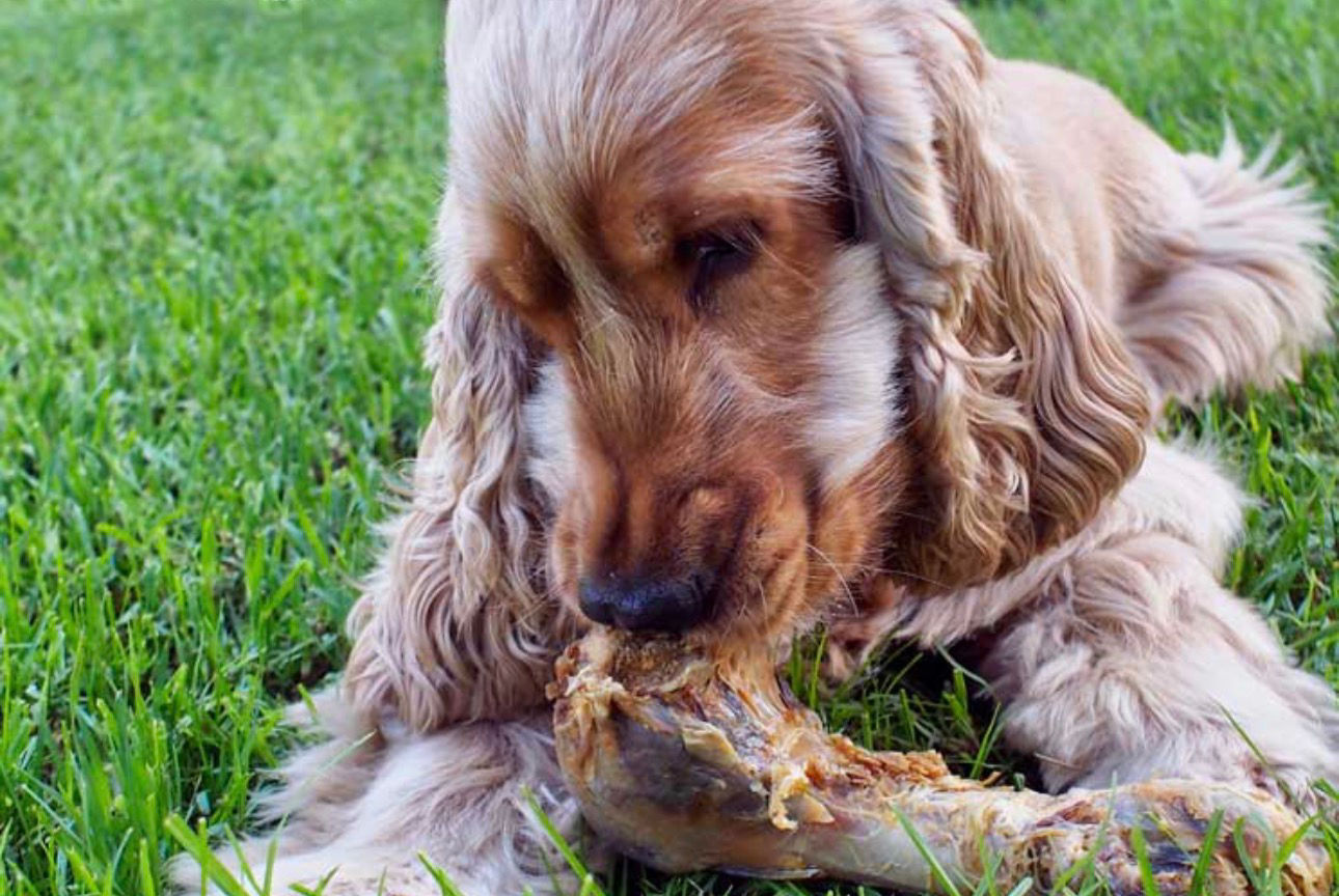 Cocker spaniel dog chewing a bone