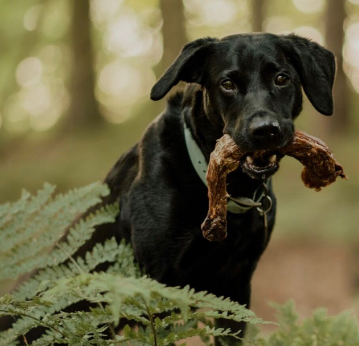 Adult black dog with a chew in a forest