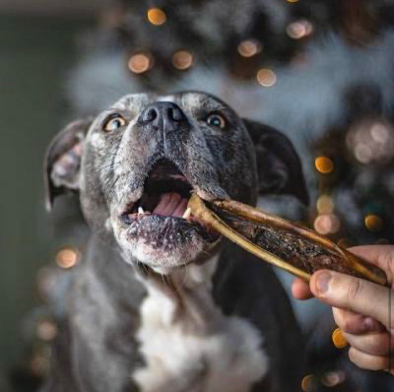 Excited dog chewing a pet treat