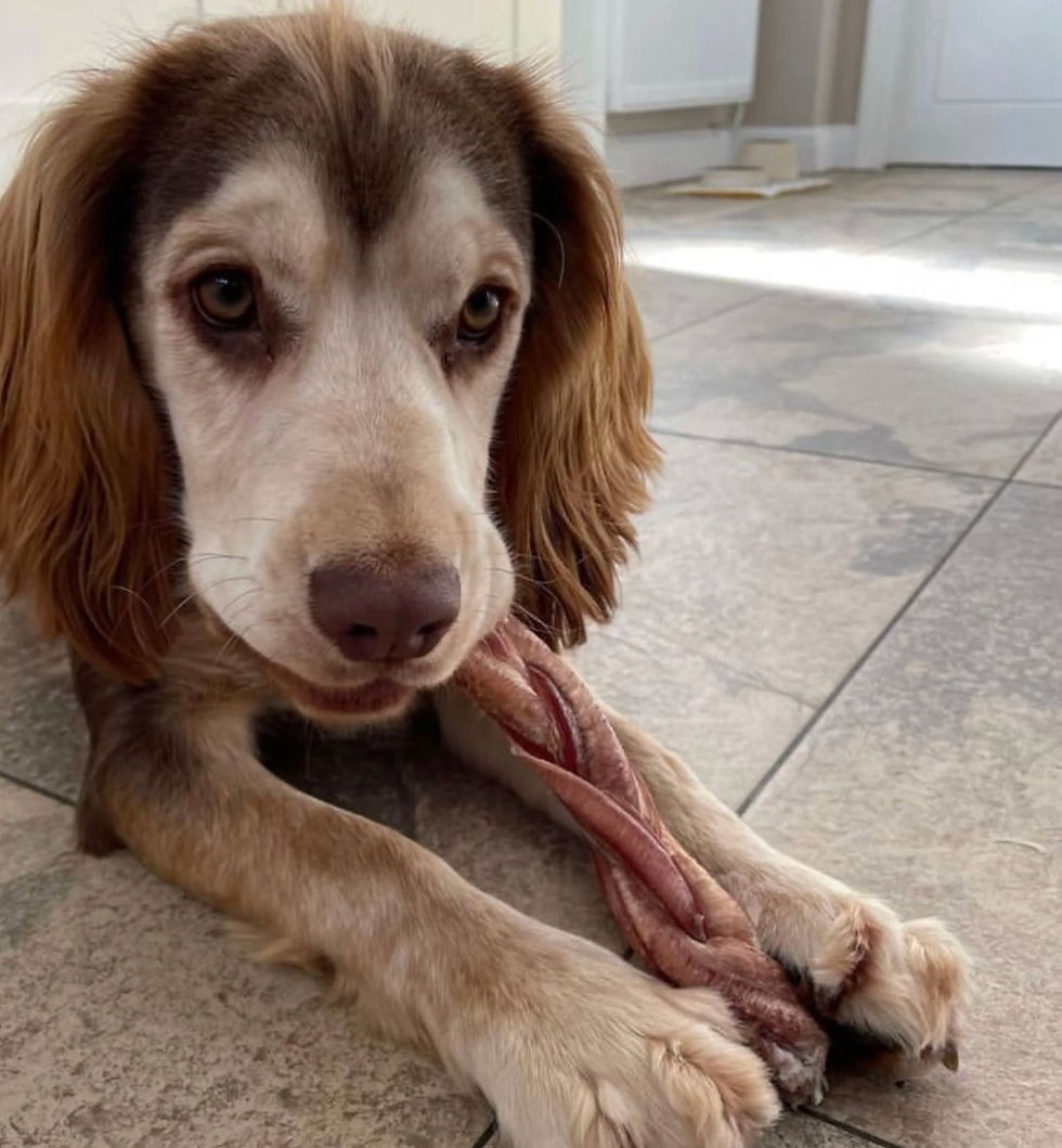 Dog enjoying a natural rabbit ear treat