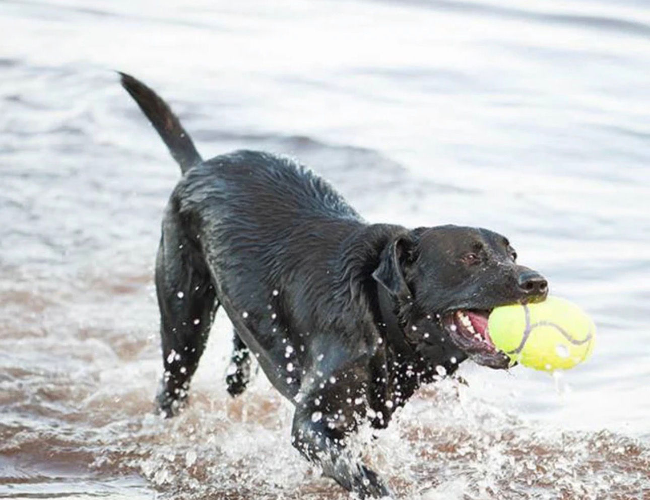 KONG Air Dog Football 