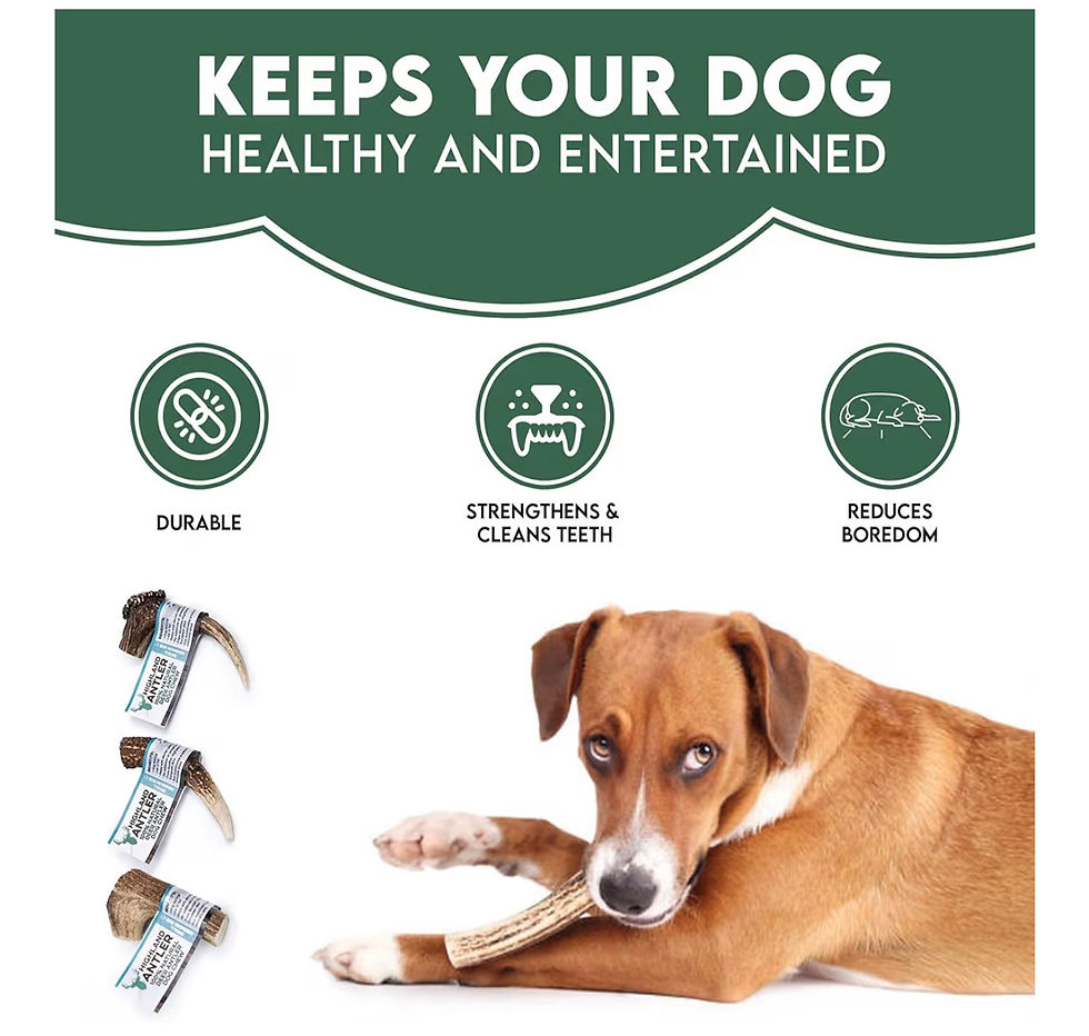 Thumbnail: Dog chewing a bone toy, with text describing benefits: durable, strengthens teeth, reduces boredom.