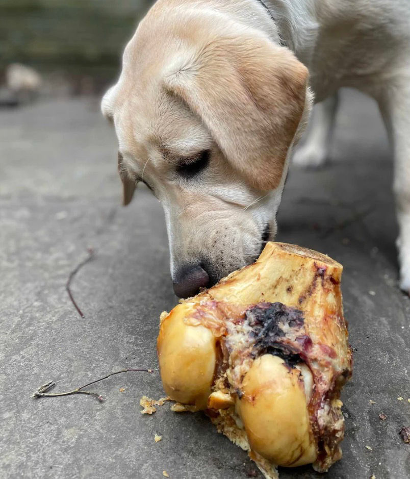 Yellow Labrador dog chewing a bone