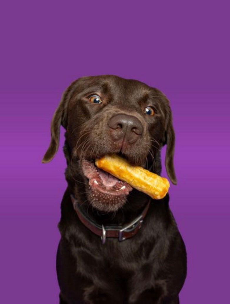 Happy chocolate lab with treat
