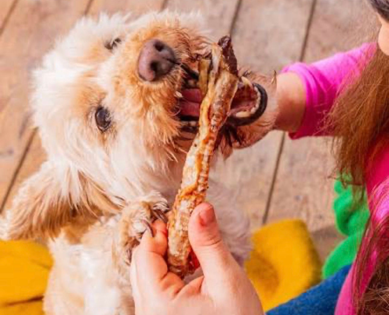 Small fluffy dog chewing on a treat