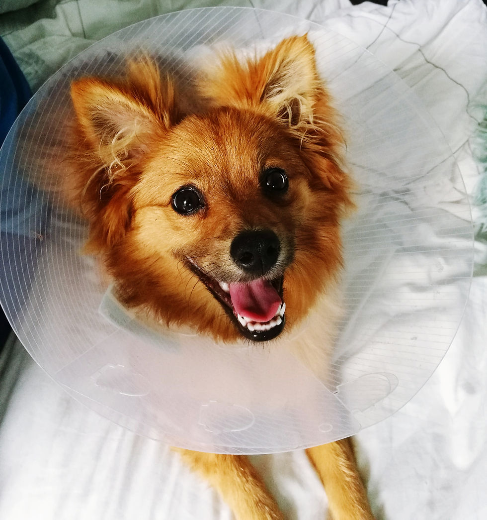Fluffy brown dog in a plastic cone sits on a white bed, smiling with its tongue out. Bright and cheerful mood.