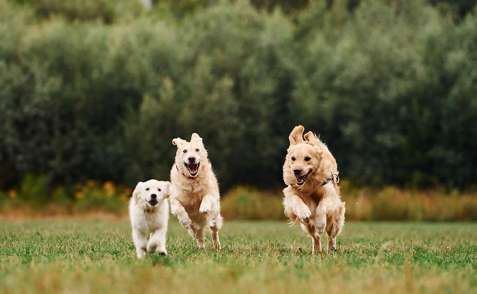 Three golden retrievers joyfully running on a grassy field. Lush green trees in the background. Mood is energetic and playful.
