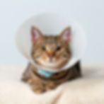 Tabby cat with a medical cone rests on a soft, cream-colored blanket. Neutral background, calm expression.