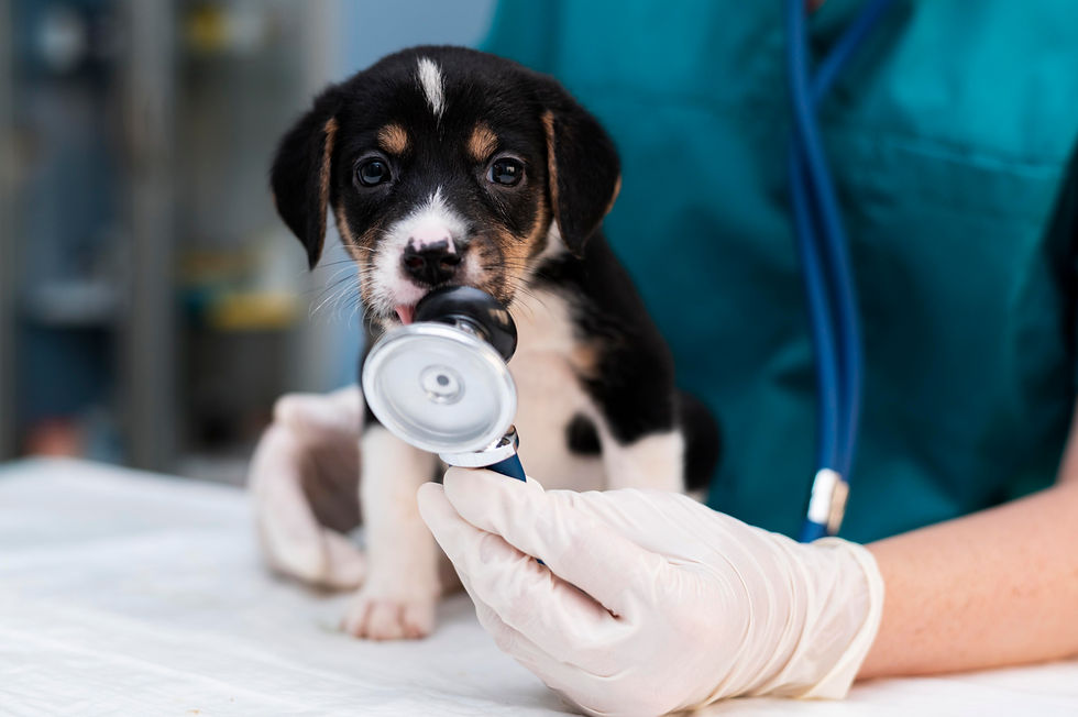 Puppy playfully bites a stethoscope held by a gloved veterinarian in a clinic. The puppy's curious, and the vet wears teal scrubs.