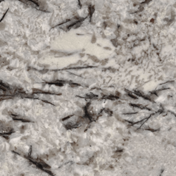 Delicatus White
