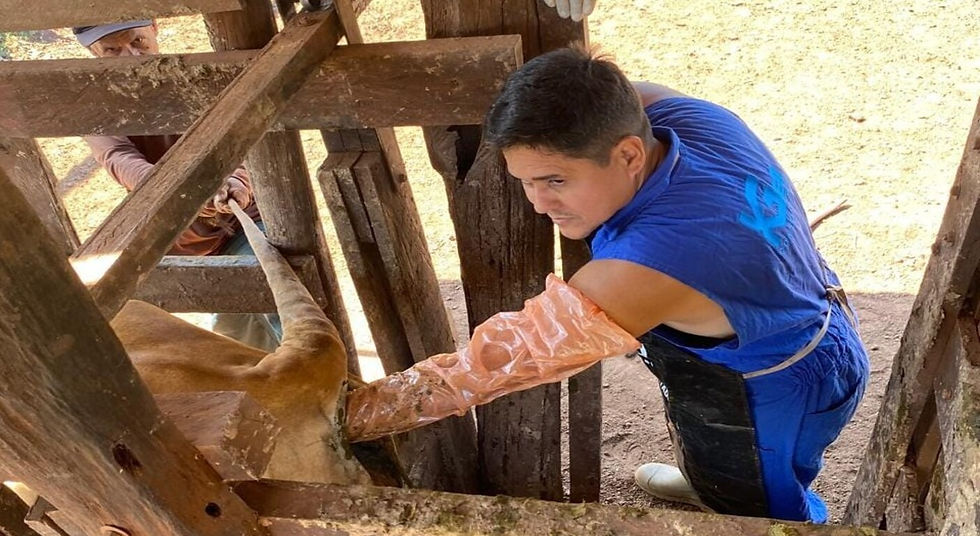 Tecnologias como inseminação artificial em tempo fixo (IATF) e a Transferência de Embriões oriundas da fertilização in vitro serão destacadas na Vila do Agro
