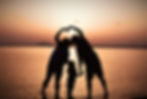 Family creating a heart shape with their arms, silhouetted against a golden sunset by the sea.