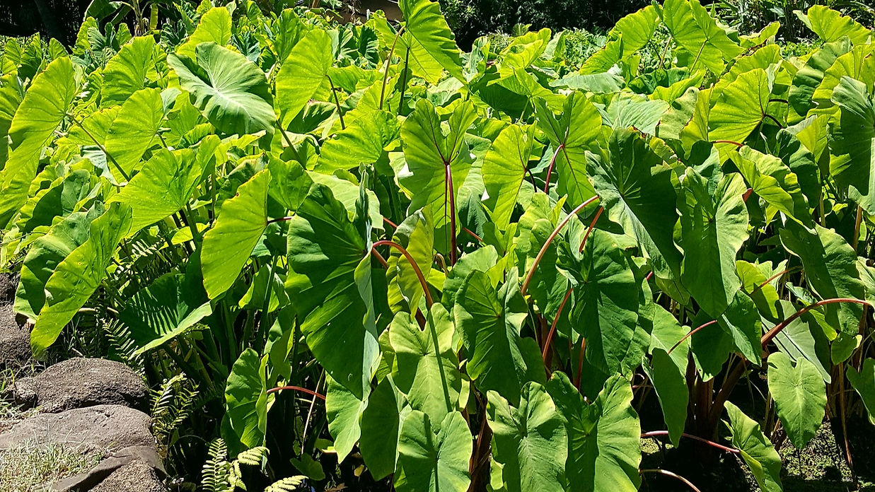 20190712_112516_edited.jpg