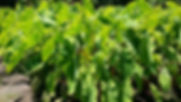 20190712_112516_edited.jpg