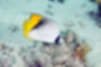 Butterfly Fish