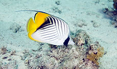 Butterfly Fish
